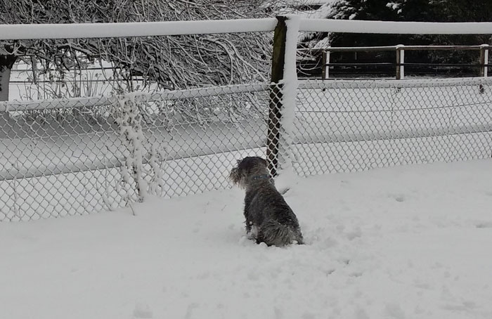 Sammy im Schnee